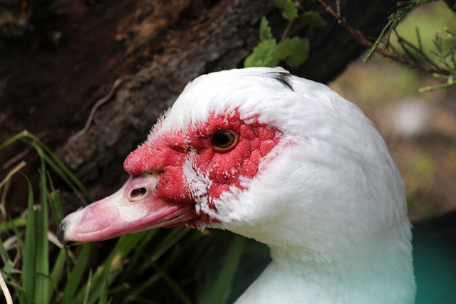 作战的强大 作战的强大